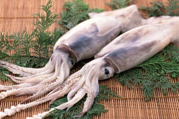 魷魚可以養(yǎng)殖嗎 為什么不能人工養(yǎng)殖魷魚