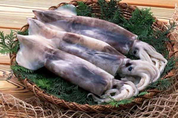 魷魚可以養(yǎng)殖嗎 為什么不能人工養(yǎng)殖魷魚