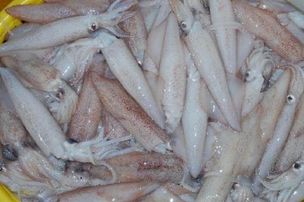 魷魚可以養(yǎng)殖嗎 為什么不能人工養(yǎng)殖魷魚