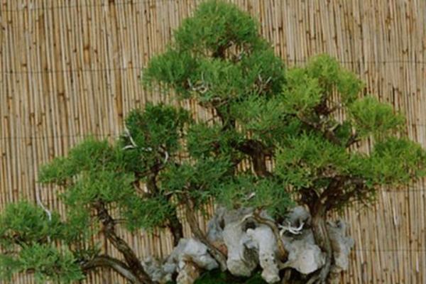 側柏盆景打彎的方法 側柏盆景修剪技法