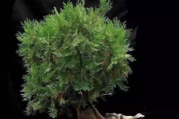 側柏盆景打彎的方法 側柏盆景修剪技法