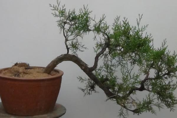 側柏盆景打彎的方法 側柏盆景修剪技法