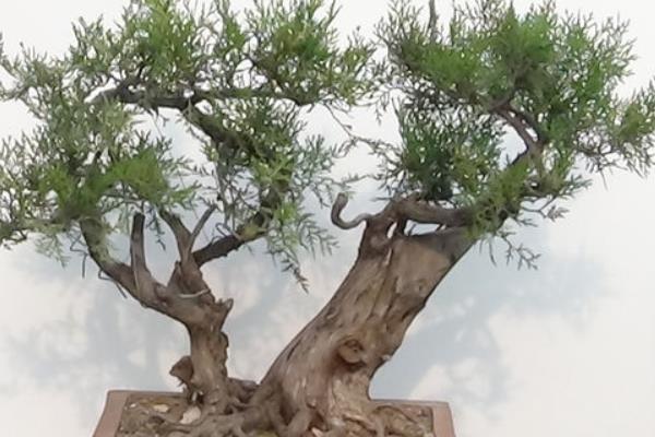 側柏盆景打彎的方法 側柏盆景修剪技法