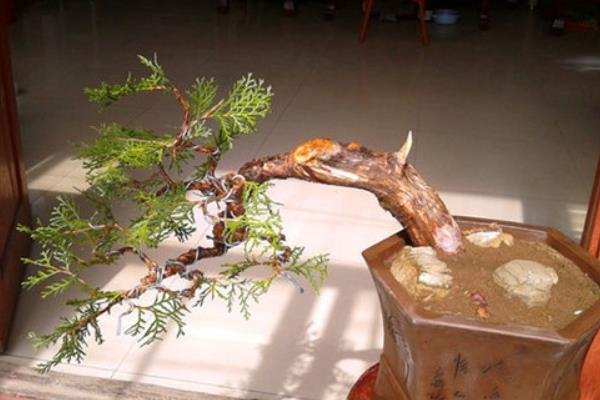 側柏盆景打彎的方法 側柏盆景修剪技法