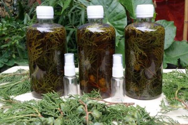 側柏泡用酒精還是白酒 側柏葉泡酒能生發治脫發嗎