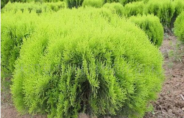 側柏樹在農村叫什么樹 側柏樹是松樹嗎