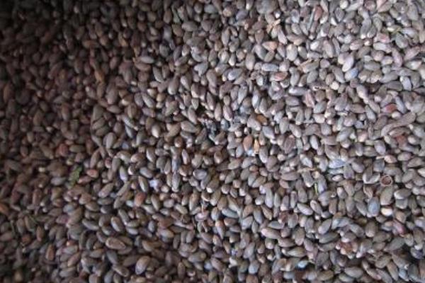 柏樹籽的功效與作用及禁忌 柏樹籽怎么吃