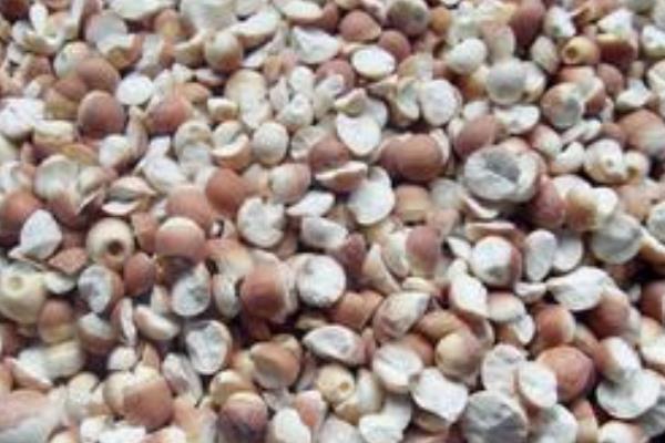 柏樹籽的功效與作用及禁忌 柏樹籽怎么吃