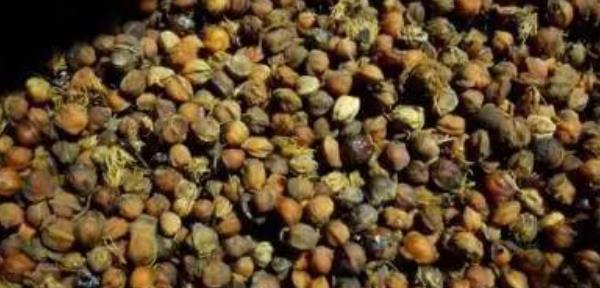 柏樹籽的功效與作用及禁忌 柏樹籽怎么吃