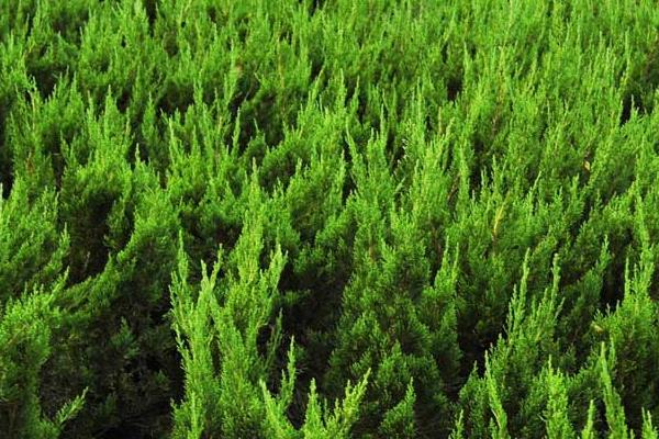 柏樹怎么種 柏樹什么季節種植