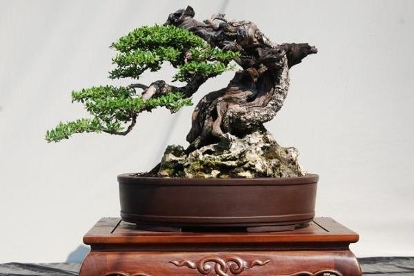 柏樹盆景怎么養 柏樹盆景修剪方法