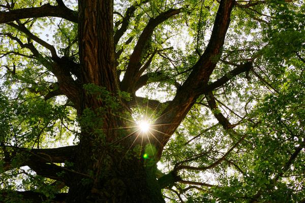 10年黃柏樹多少錢一棵 黃柏樹幾年有收益