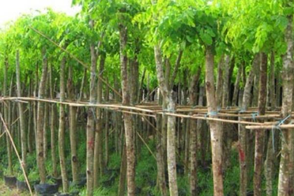 10年黃柏樹多少錢一棵 黃柏樹幾年有收益