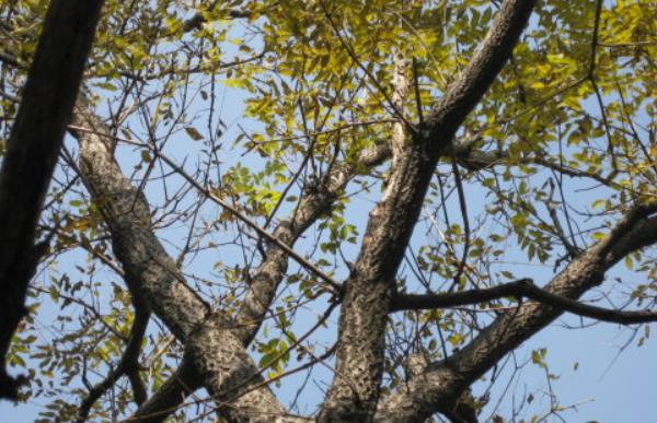 10年黃柏樹多少錢一棵 黃柏樹幾年有收益