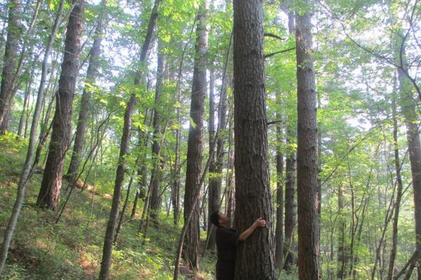 10年黃柏樹多少錢一棵 黃柏樹幾年有收益