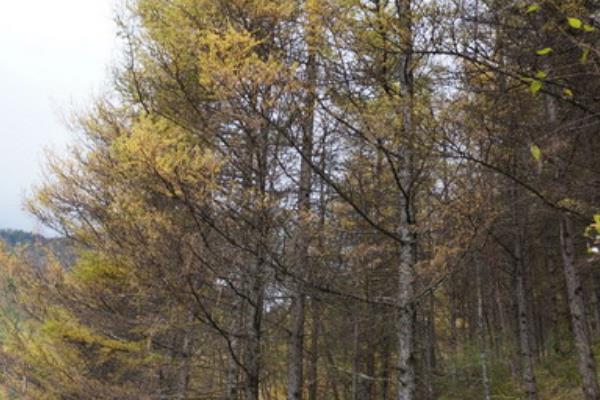 10年黃柏樹多少錢一棵 黃柏樹幾年有收益