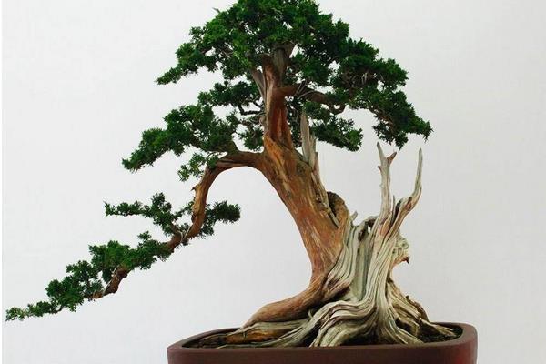 側柏盆景打彎的方法 側柏盆景修剪技法