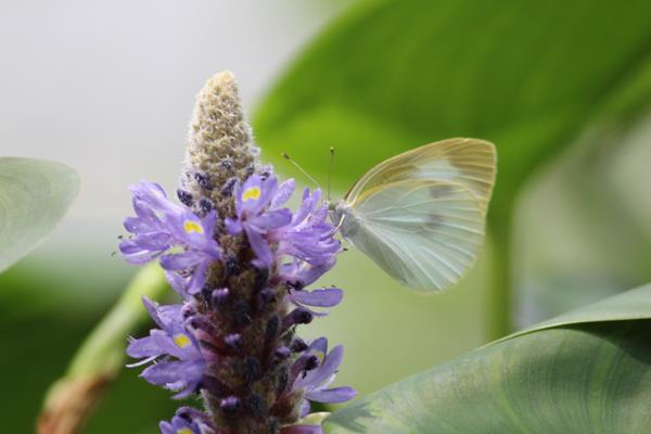 蝴蝶在中國象征什么 蝴蝶代表什么數(shù)字