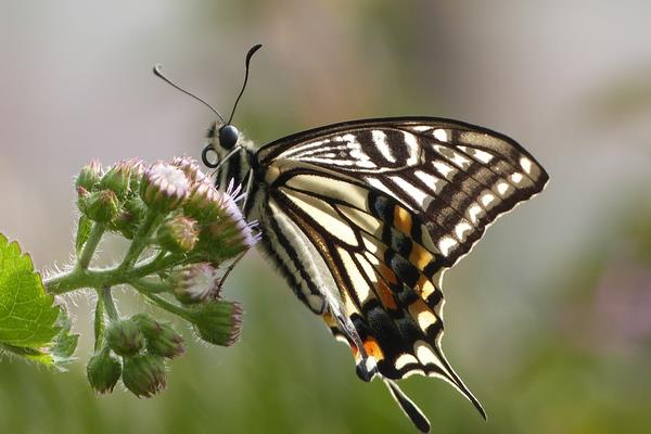 蝴蝶在中國象征什么 蝴蝶代表什么數(shù)字
