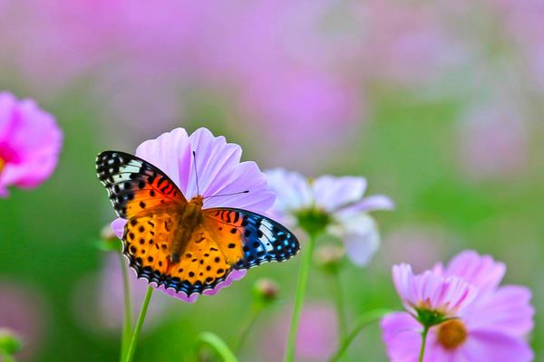 蝴蝶在中國象征什么 蝴蝶代表什么數(shù)字