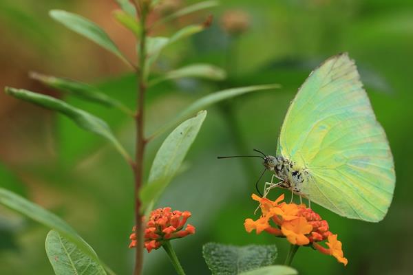 蝴蝶在中國象征什么 蝴蝶代表什么數(shù)字