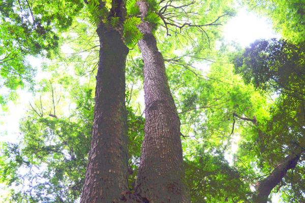 黃柏樹是珍貴樹木嗎 黃柏樹有什么藥用價(jià)值