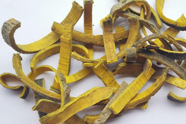 黃柏樹皮市場價(jià)格多少錢一斤 黃柏樹皮的作用與功效