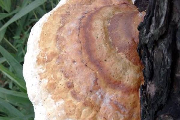 松樹靈芝的功效與作用及禁忌 松樹靈芝市場價格多少錢一斤