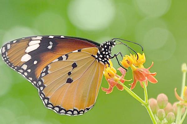 蝴蝶喜歡什么樣的花 蝴蝶喜歡吃什么