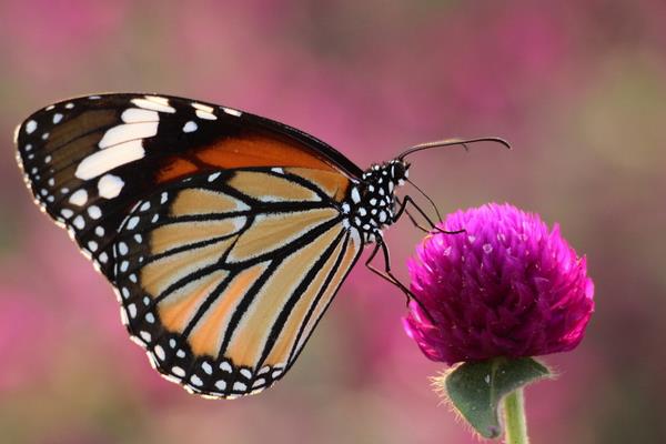 蝴蝶飛進家里好不好 蝴蝶飛進店里代表什么