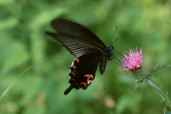 蝴蝶在中國象征什么 蝴蝶代表什么數(shù)字