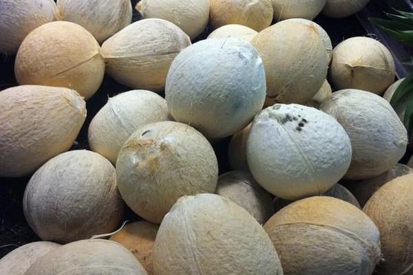 椰子怎么開 椰子的三個孔怎么找 沒有工具怎么開椰子