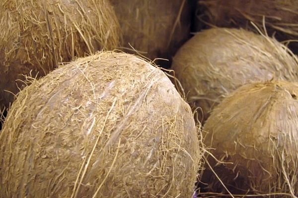 椰子怎么開 椰子的三個孔怎么找 沒有工具怎么開椰子