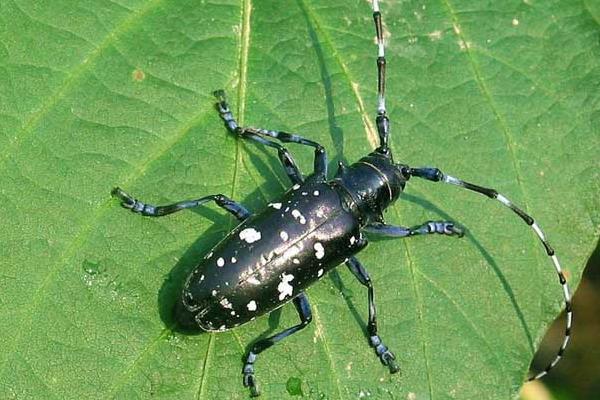 天牛是什么 天牛值錢嗎