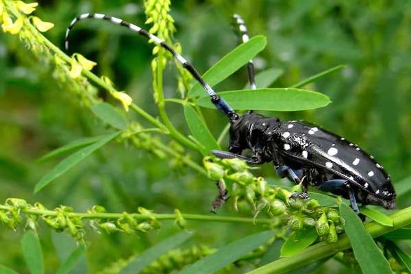 天牛有毒嗎 天牛咬人嗎
