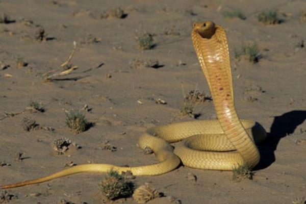 眼鏡蛇市場價格多少錢一斤 眼鏡蛇蛋可以吃嗎