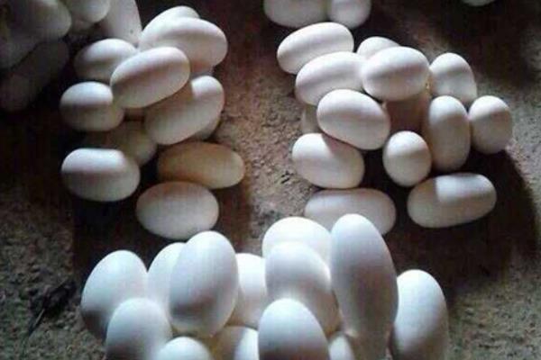 眼鏡蛇市場價格多少錢一斤 眼鏡蛇蛋可以吃嗎