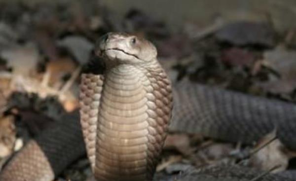 眼鏡蛇市場價格多少錢一斤 眼鏡蛇蛋可以吃嗎