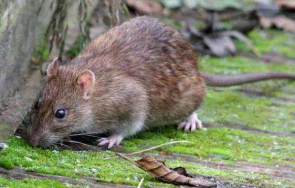 家里有老鼠怎么辦 老鼠怕什么