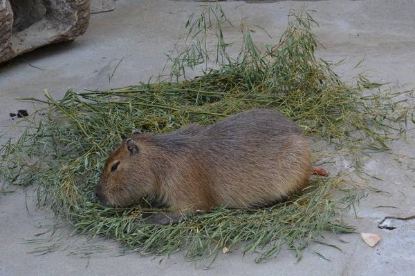 抓老鼠最有效方法 消滅老鼠的妙招