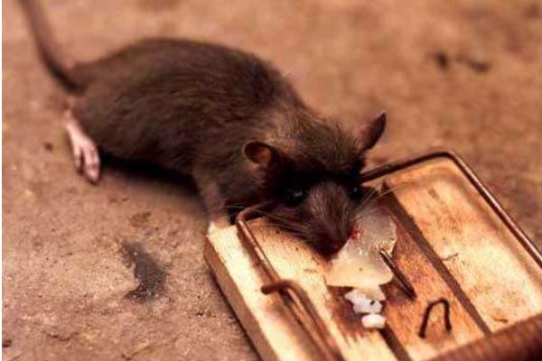 抓老鼠最有效方法 消滅老鼠的妙招