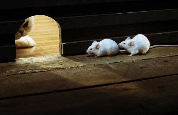 抓老鼠最有效方法 消滅老鼠的妙招