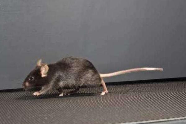 抓老鼠最有效方法 消滅老鼠的妙招