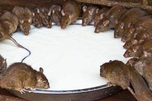 抓老鼠最有效方法 消滅老鼠的妙招