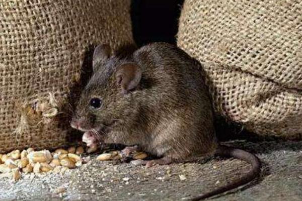 抓老鼠最有效方法 消滅老鼠的妙招