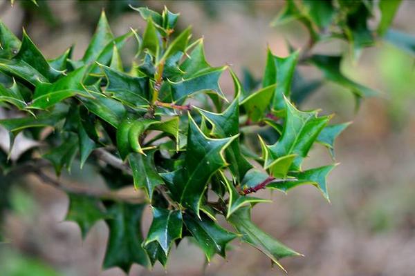 老鼠刺的功效與作用及禁忌 老鼠刺的藥用價值