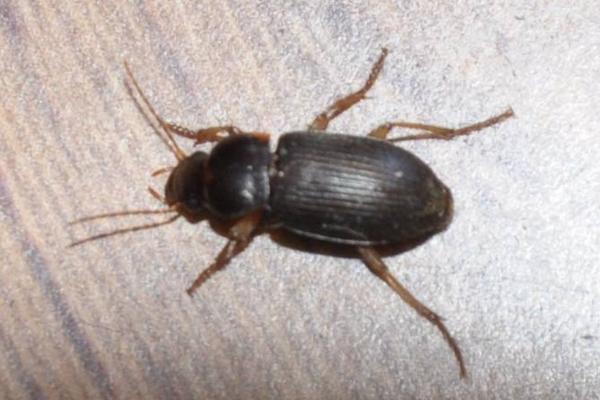 被蟑螂咬了怎么辦 蟑螂對人有什么害處