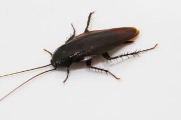 蟑螂會飛嗎 蟑螂為什么會飛 會飛的蟑螂怎么殺