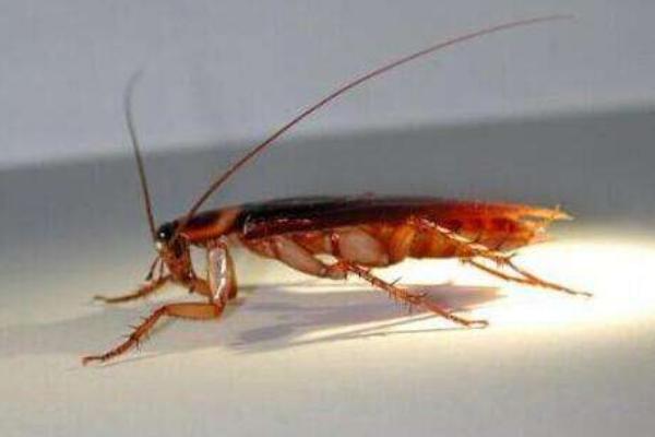 蟑螂能不能用腳踩 蟑螂怕白醋嗎