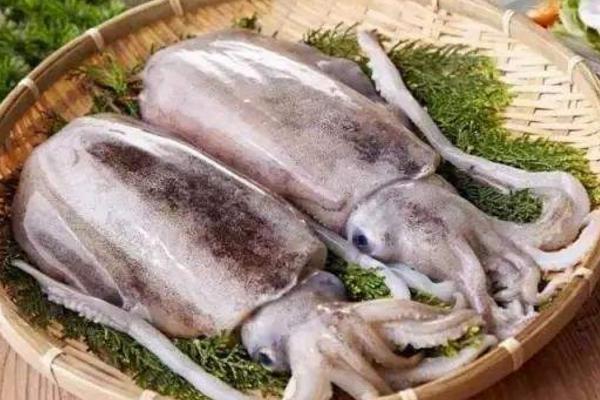 烏賊怎么做好吃又簡單 干貨小烏賊的做法大全